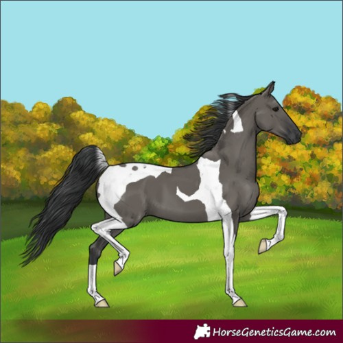 Horse Color:Grullo Tobiano