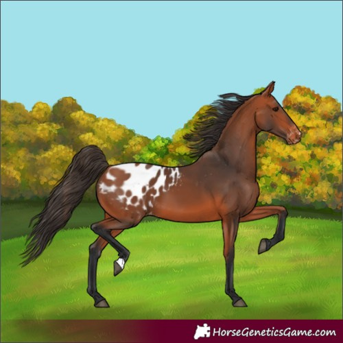Horse Color:Bay Appaloosa 