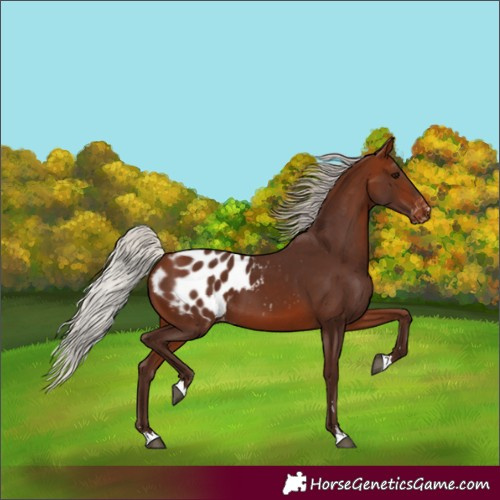 Horse Color:Silver Bay Blanket 