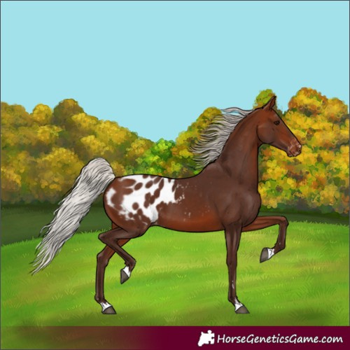 Horse Color:Silver Bay Appaloosa 