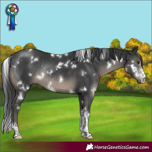 Horse Color:White Spotted Black Sabino Rabicano
