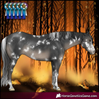Horse Color:White Spotted Black Sabino Rabicano 