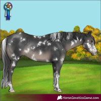 Horse Color:White Spotted Black Sabino Rabicano