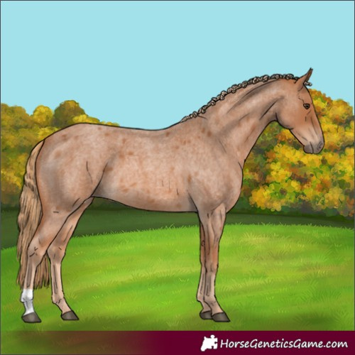 Horse Color:Red Roan 