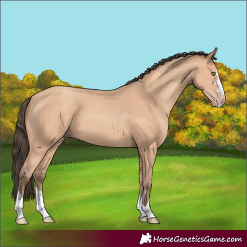Horse Color:Amber Champagne