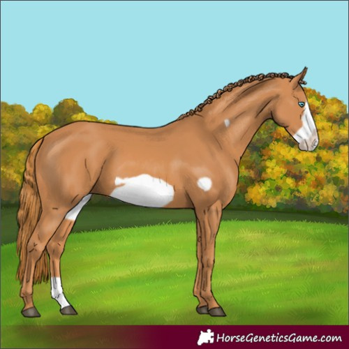 Horse Color:Chestnut Frame