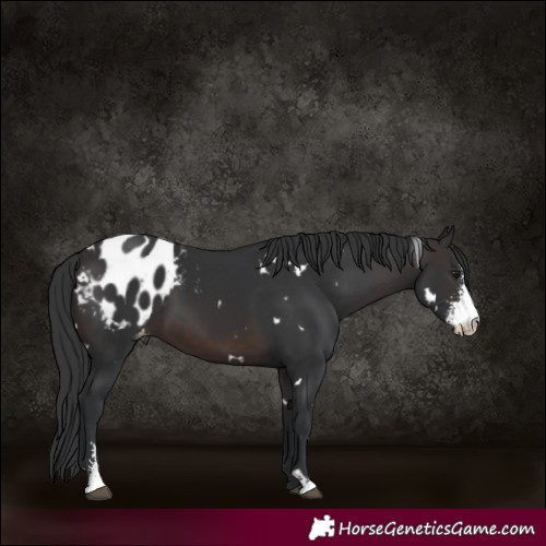 Horse Color:White Spotted Brown Sabino Appaloosa 