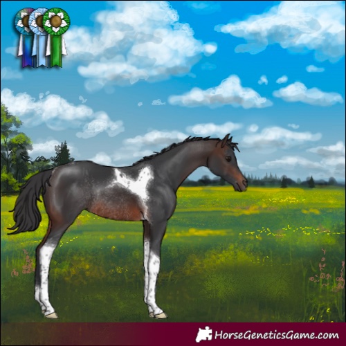 Horse Color:Brown Tobiano Rabicano 