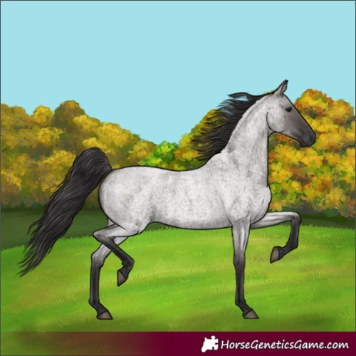 Horse Color:Smoky Grullo Roan 