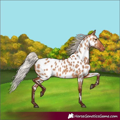 Horse Color:Silver Bay Dun Near Leopard