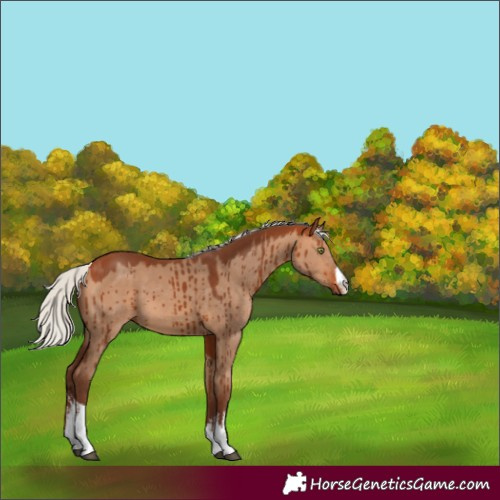 Horse Color:White Spotted Silver Bay Dun Brindle