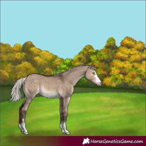 Horse Color:Silver Brown Dun Rabicano