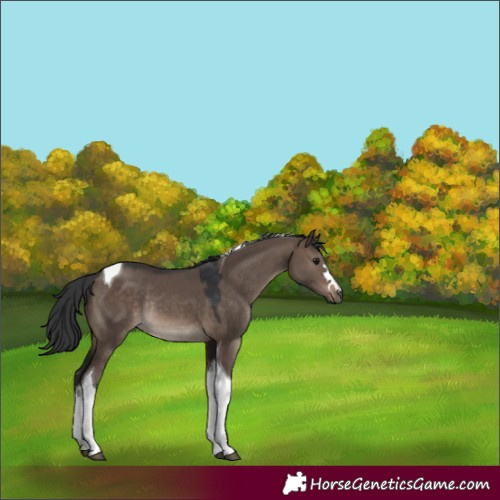 Horse Color:Brown Dun Tobiano Rabicano 