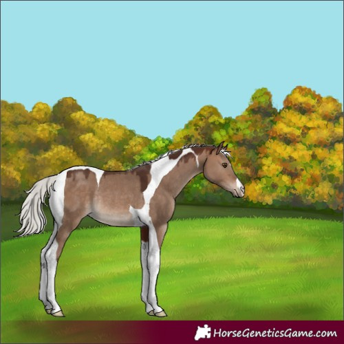 Horse Color:Silver Brown Dun Tobiano Rabicano 