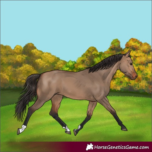 Horse Color:Bay Dun