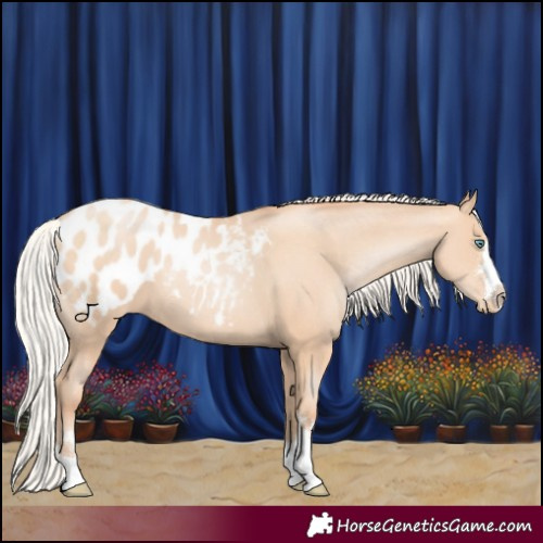 Horse Color:Silver Amber Champagne Pearl Appaloosa