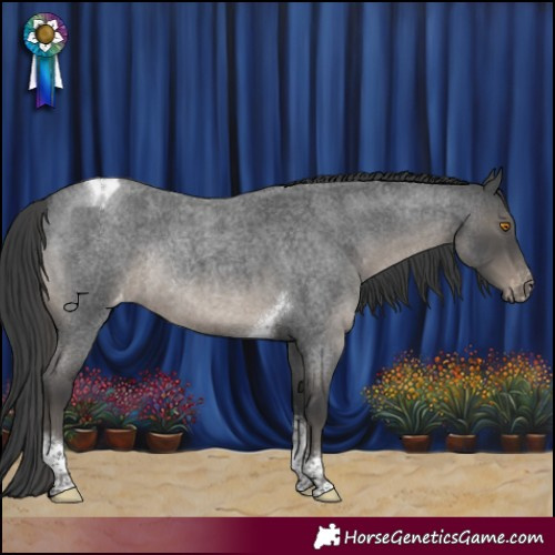 Horse Color:Blue Roan Mushroom Tobiano Appaloosa Rabicano