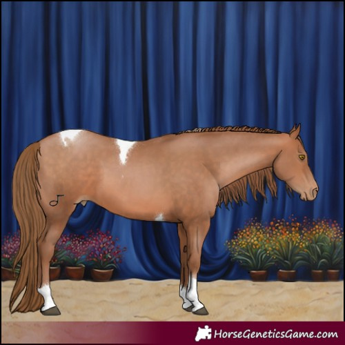 Horse Color:Brown Pearl Tobiano 