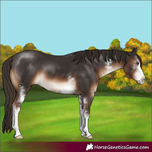 Horse Color:Liver Chestnut Sabino 