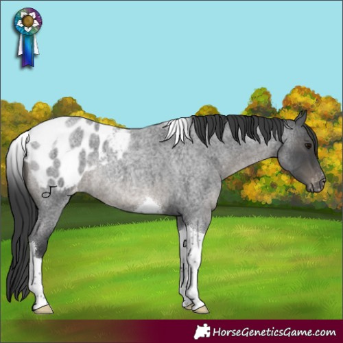Horse Color:Blue Roan Tobiano Appaloosa Rabicano 