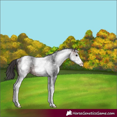 Horse Color:White Spotted Brown Roan 