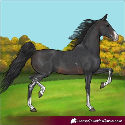 Horse Color:Brown Sabino