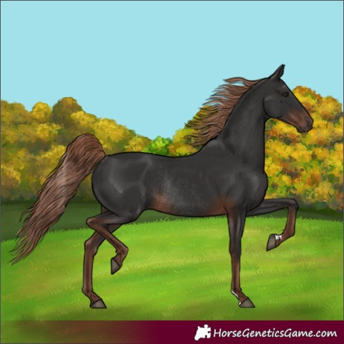 Horse Color:Liver Chestnut Rabicano