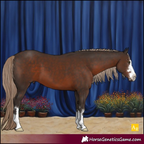 Horse Color:Liver Chestnut