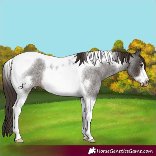 Horse Color:Liver Red Roan Tobiano Frame 