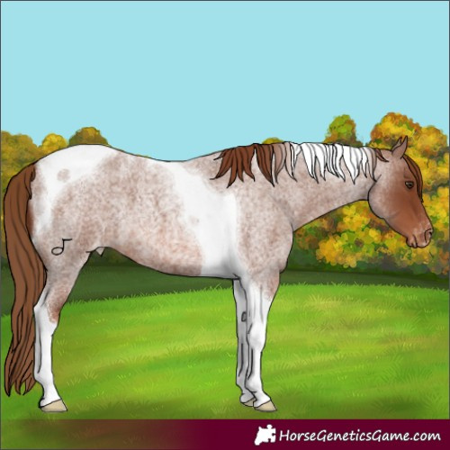 Horse Color:Red Roan Tobiano Appaloosa