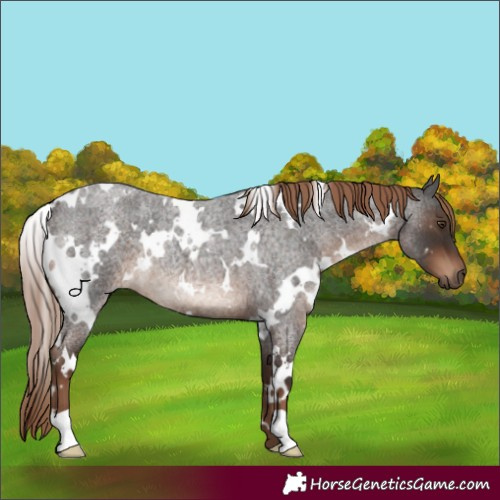 Horse Color:White Spotted Liver Red Roan