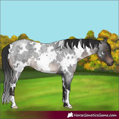 Horse Color:White Spotted Brown Roan Mushroom