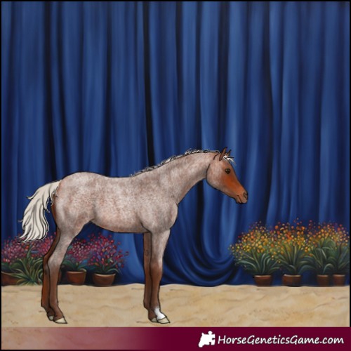 Horse Color:Silver Bay Roan 