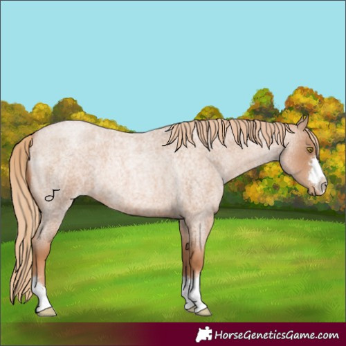 Horse Color:Red Roan Pearl 
