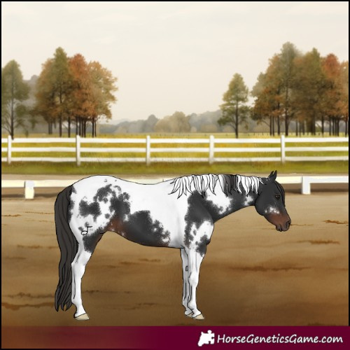 Horse Color:White Spotted Liver Chestnut Tobiano 