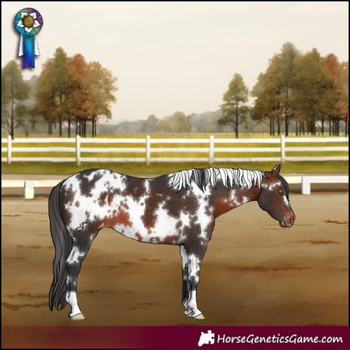 Horse Color:White Spotted Brown Appaloosa