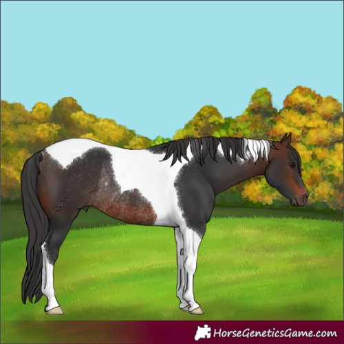 Horse Color:Brown Tobiano Rabicano 