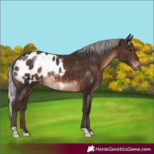 Horse Color:Silver Brown Appaloosa
