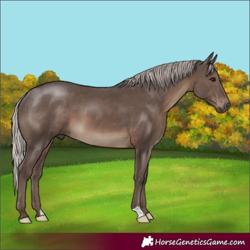Horse Color:Silver Black