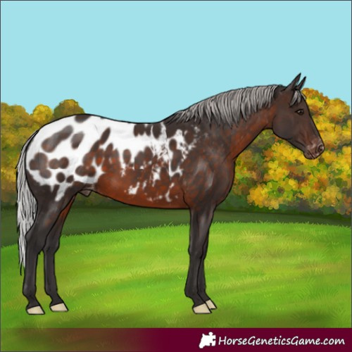 Horse Color:Silver Brown Appaloosa Rabicano