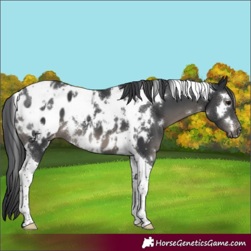 Horse Color:White Spotted Black Tobiano Appaloosa 