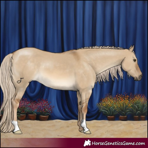 Horse Color:Chocolate Palomino Dun