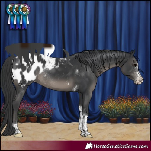 Horse Color:Black Sabino Tobiano Appaloosa Rabicano