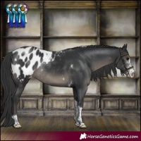 Horse Color:Black Sabino Tobiano Appaloosa Rabicano