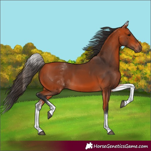 Horse Color:White Spotted Bay 