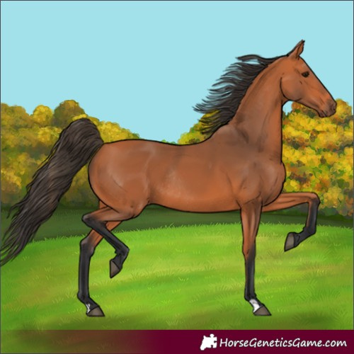 Horse Color:Bay Rabicano 