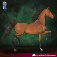 Horse Color:Bay Rabicano