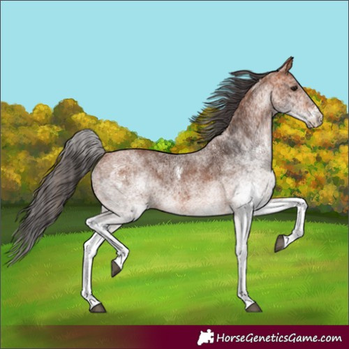 Horse Color:White Spotted Bay
