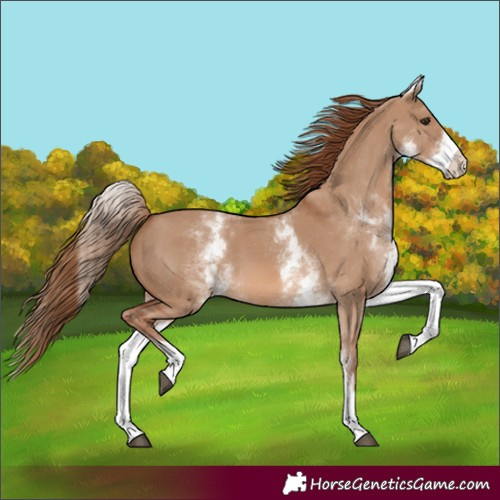 Horse Color:White Spotted Red Dun 