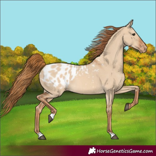 Horse Color:Red Dun Appaloosa 